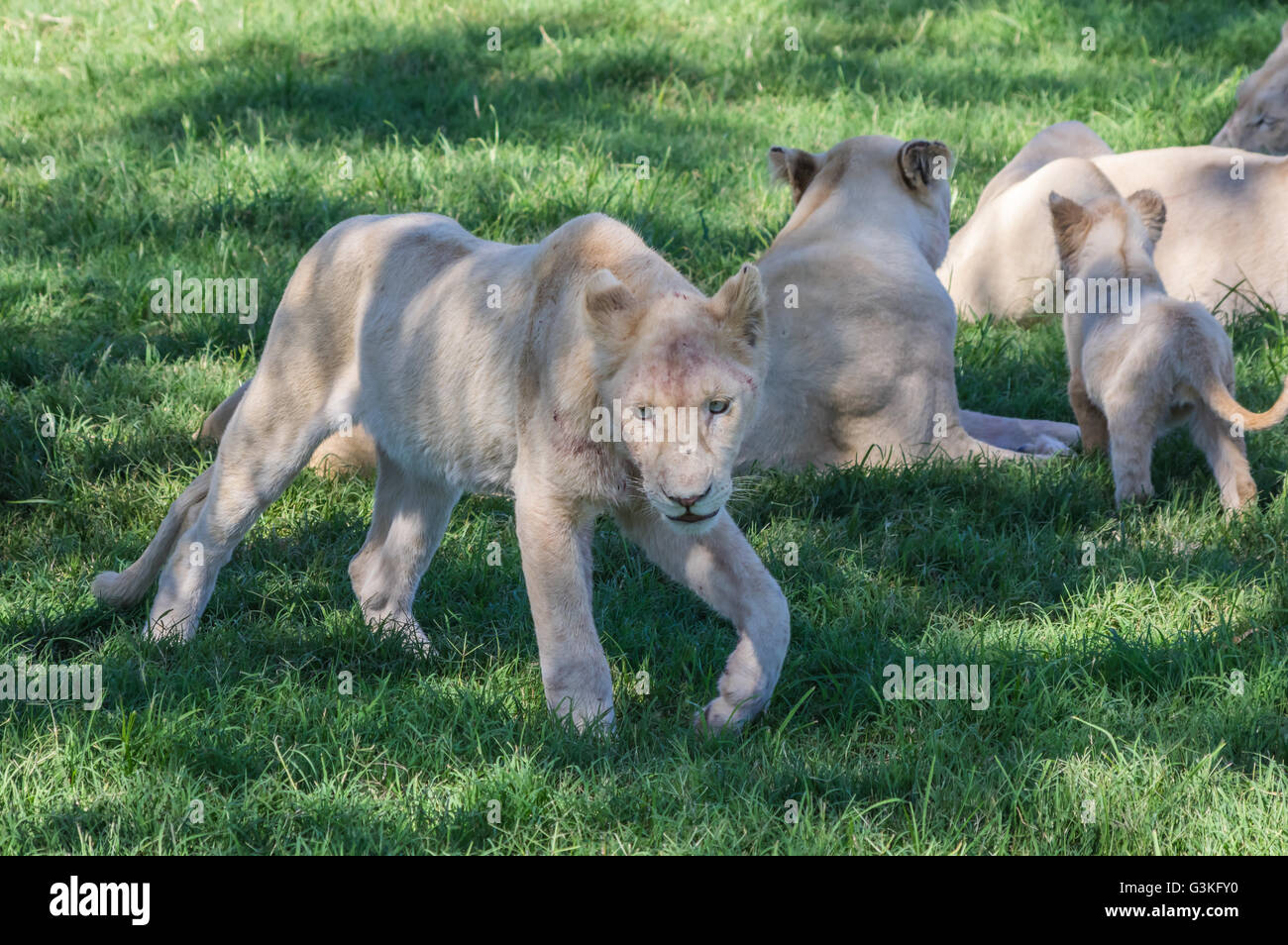 African White Lion cubs rilassatevi nel sole di mezzogiorno Foto Stock