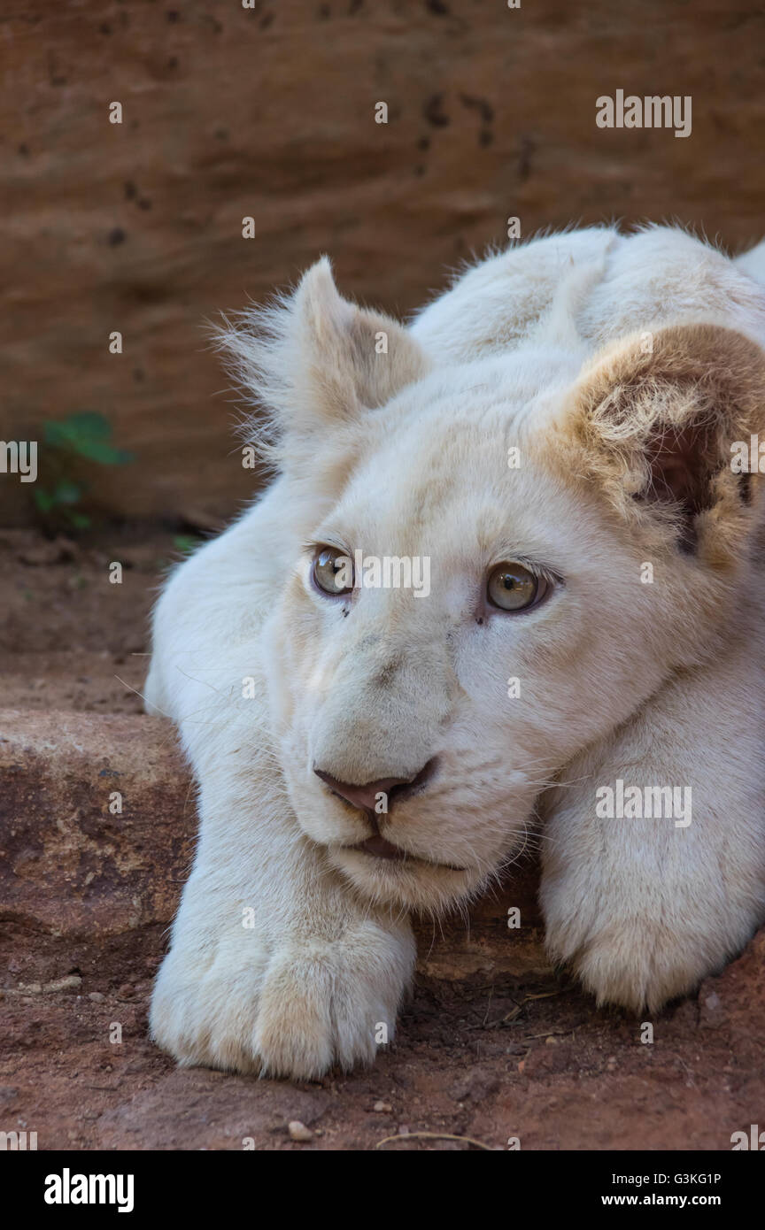 African White Lion cubs rilassatevi nel sole di mezzogiorno Foto Stock