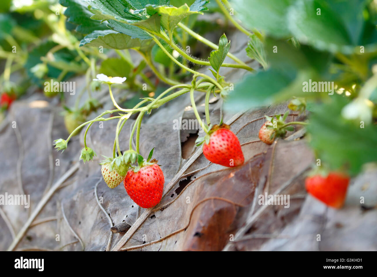 Fragole fresche di frutta sul corbezzolo Foto Stock