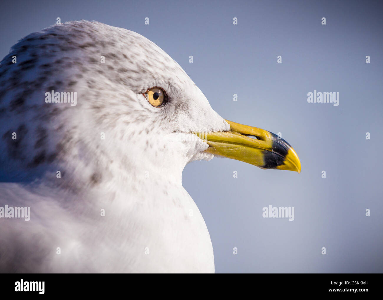 Un anello fatturati gabbiano (Larus delawarensis ) profilo Foto Stock