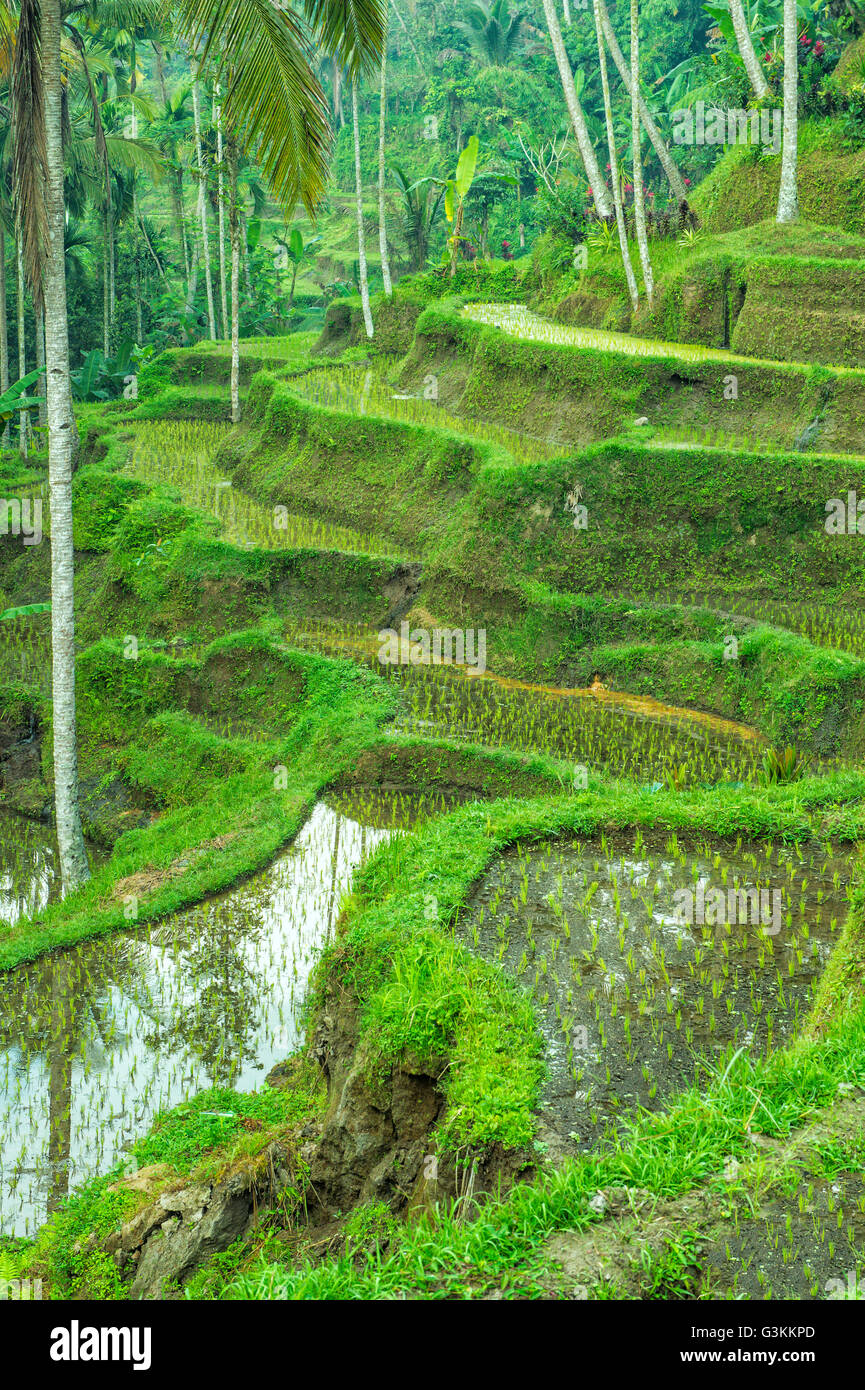 Tegallalang terrazze di riso, Ubud, Bali, Indonesia Foto Stock