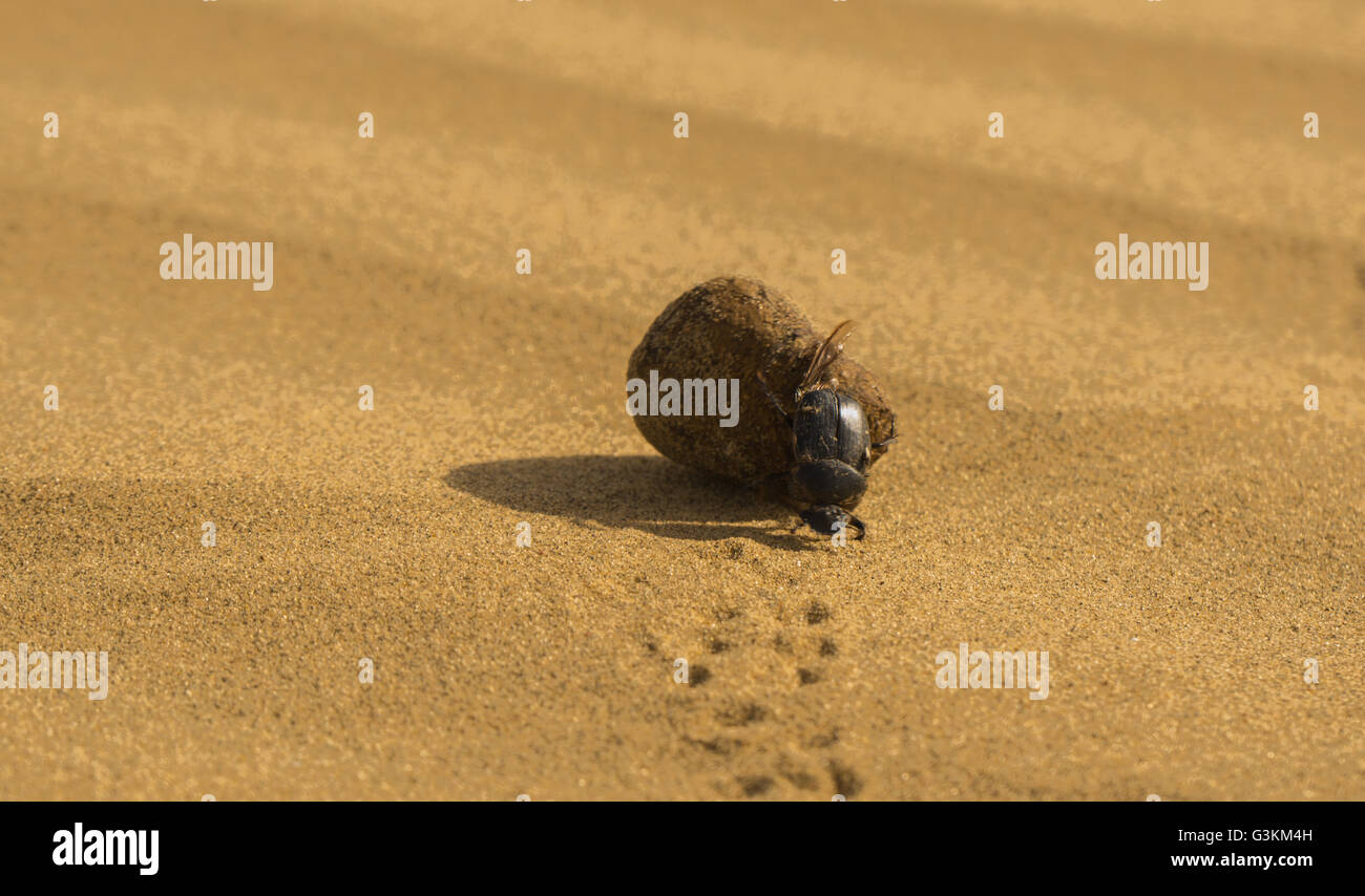 Dung Beetle nel deserto di Thar Foto Stock