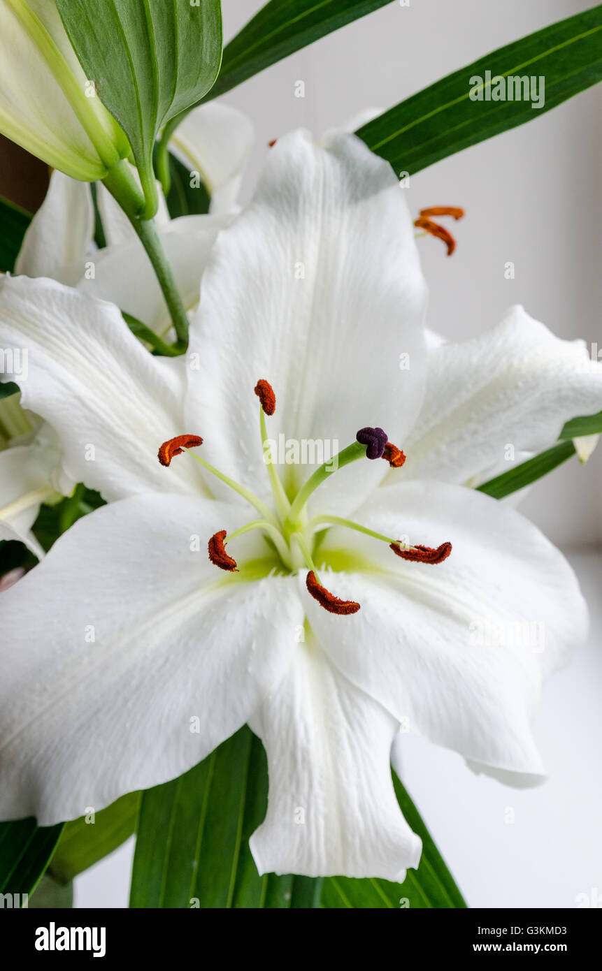 Fiore profumato giglio bianco in primavera, presentato il 8 marzo Foto Stock