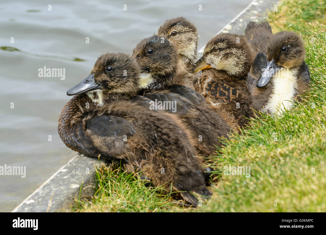 Anatroccoli germano reale (Anas platyrhynchos) seduto da acqua in estate nel West Sussex, in Inghilterra, Regno Unito. Foto Stock