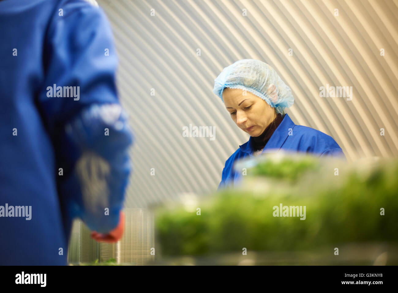 Donna che indossa i capelli di lavoro netto sulla linea di produzione Foto Stock