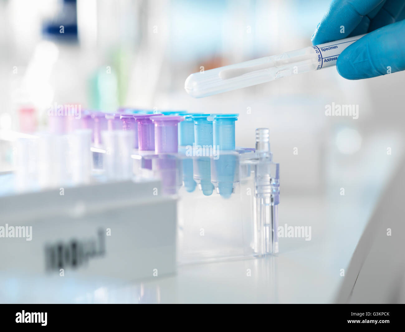 Scienziato preparare un DNA tampone per analisi in un laboratorio di medicina legale o test di paternità Foto Stock