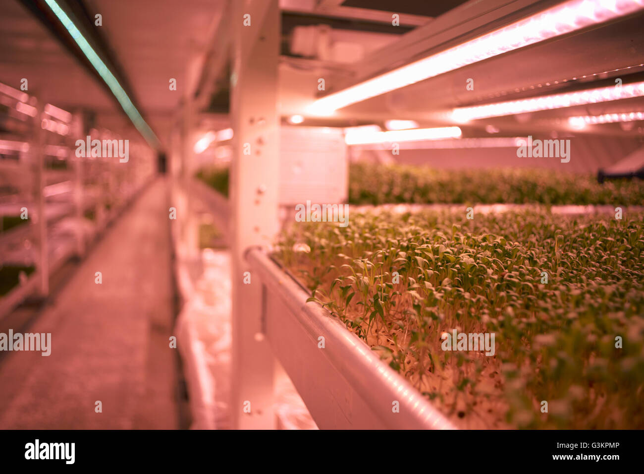 Close up di micro verdi vassoio in tunnel sotterraneo nursery, London, Regno Unito Foto Stock