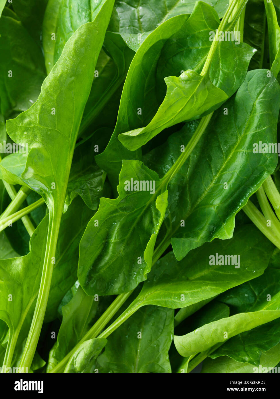Foglie di spinaci, full frame, close-up Foto Stock