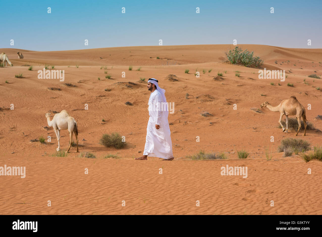 Medio Oriente uomo che indossa gli abiti tradizionali oltrepassando i cammelli nel deserto, Dubai, Emirati Arabi Uniti Foto Stock