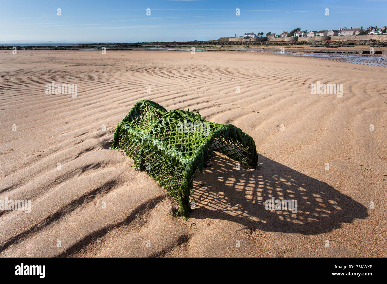 Lobster Pot e alghe, bassa marea, Anstruther, Fife, Scozia Foto Stock