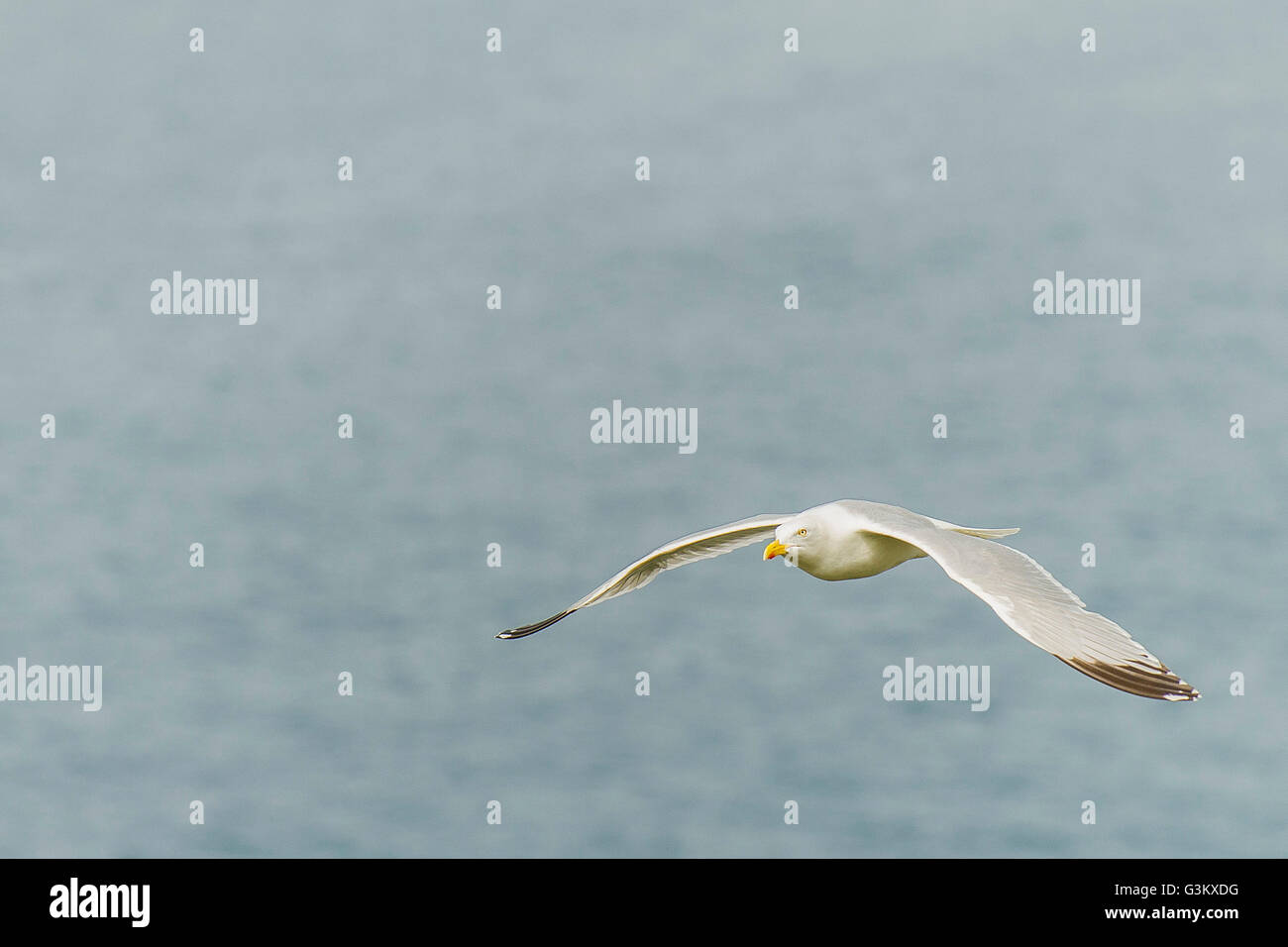 Un europeo di aringa Gull. Laurus argentatus. Foto Stock