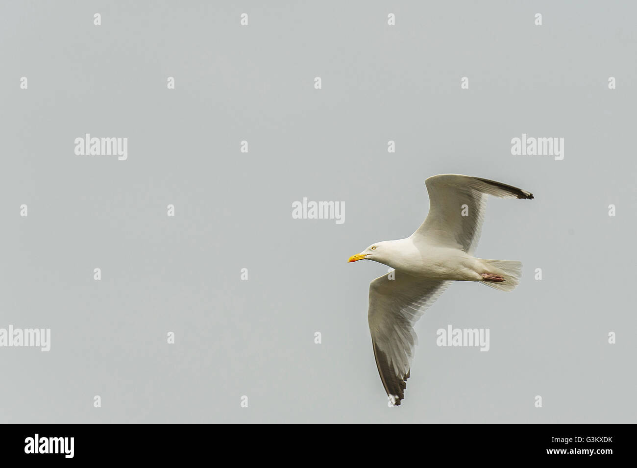 Un europeo di aringa Gull. Laurus argentatus. Foto Stock