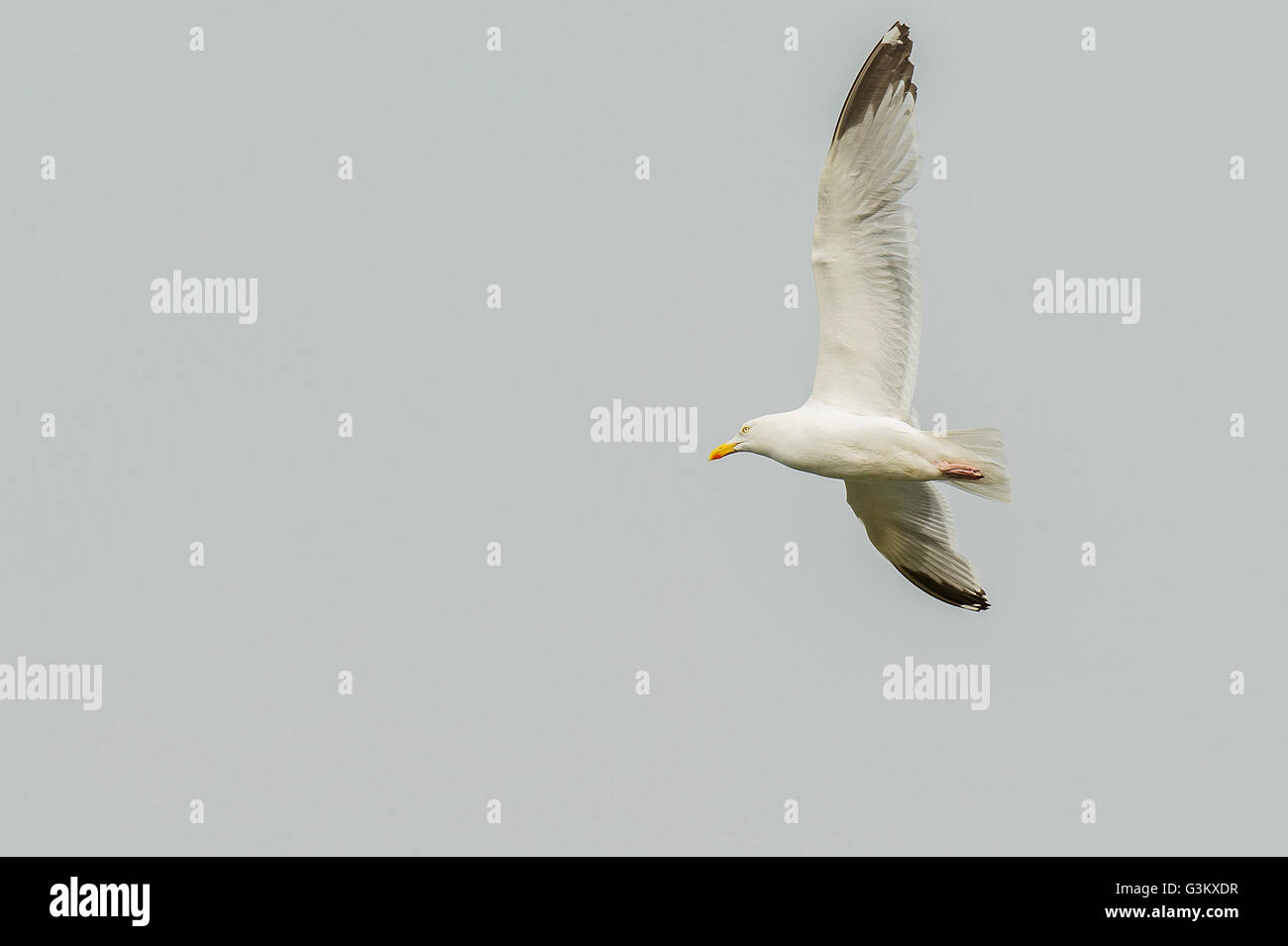 Un europeo di aringa Gull. Laurus argentatus. Foto Stock