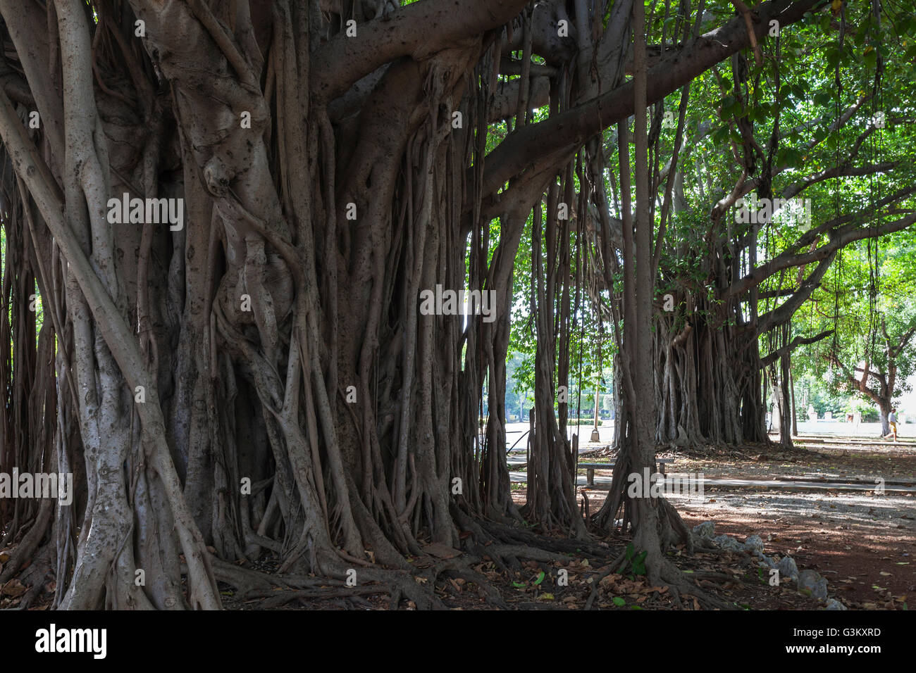 Indian banyan tree (Ficus benghalensis) radici, Havana, Cuba Foto Stock