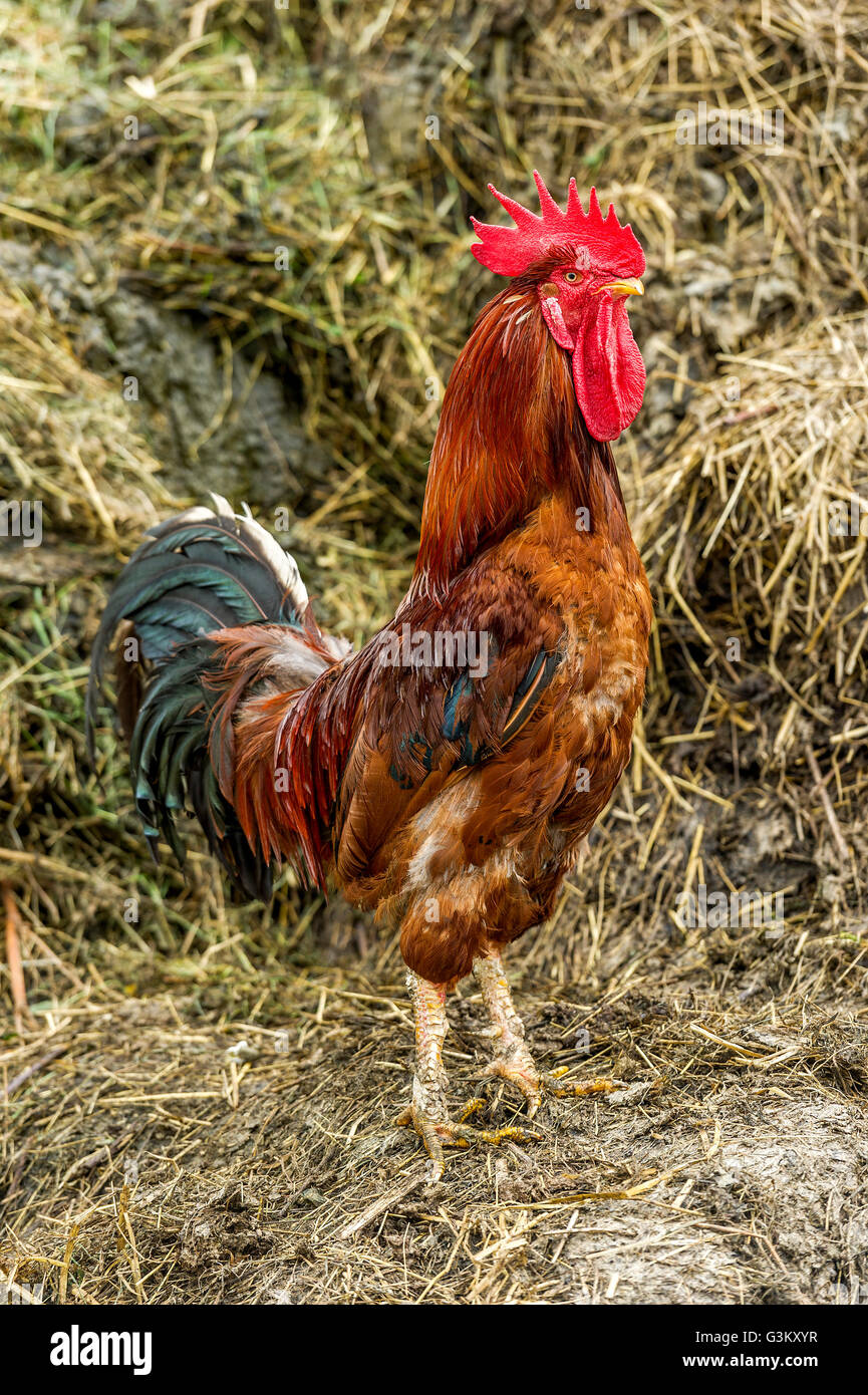 Carne di pollo (Gallus gallus domesticus), gallo sul mucchio di letame, Alta Baviera, Baviera, Germania Foto Stock