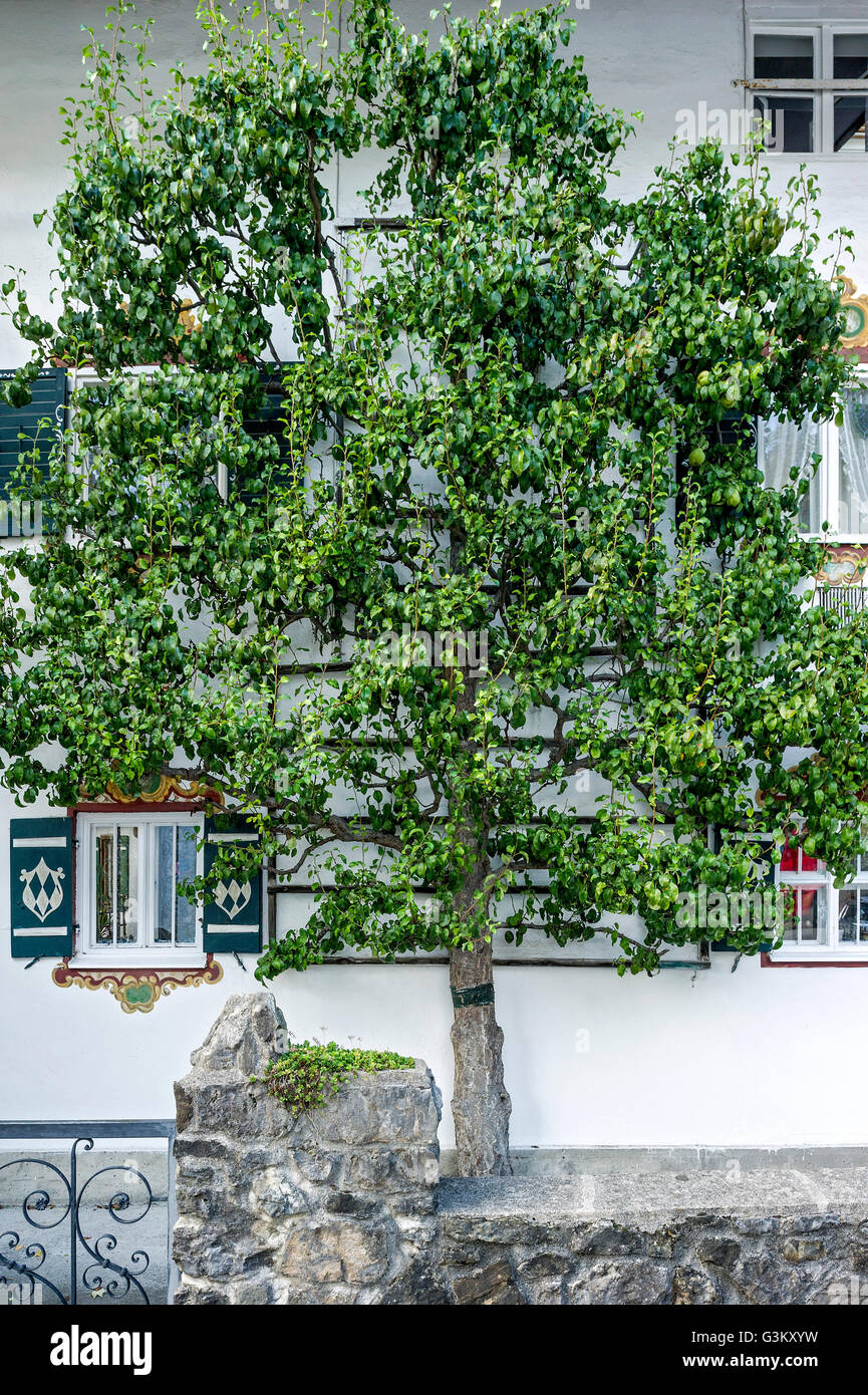 Pear Tree (Pyrus sp.) contro il muro di casa, spalliera, Markt Schliersee, Alta Baviera, Baviera, Germania Foto Stock