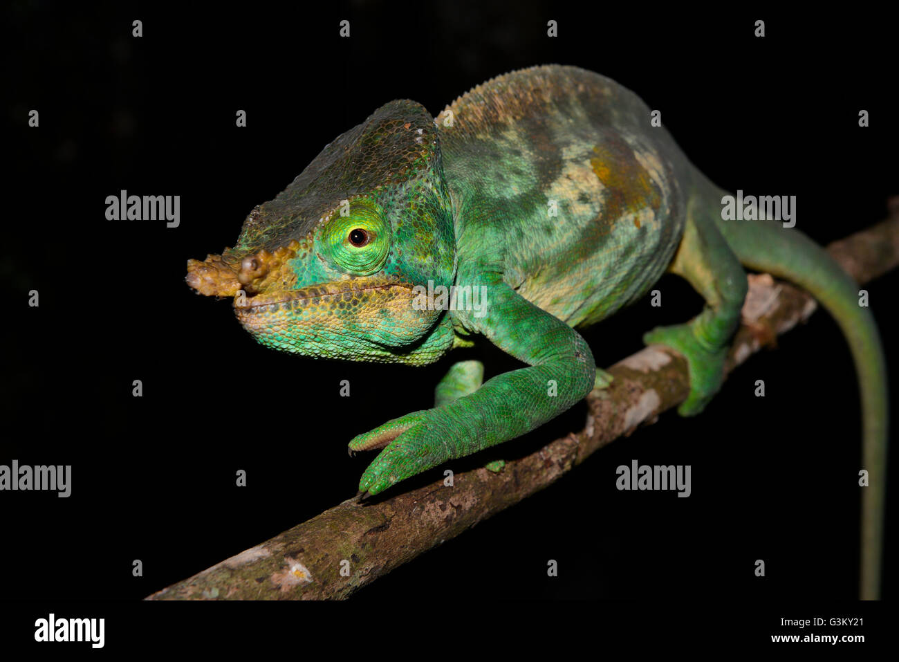 Maschio di Parson's chameleon (Calumma parsonii cristifer) nella foresta pluviale, Andasibe Parco nazionale del Madagascar Foto Stock