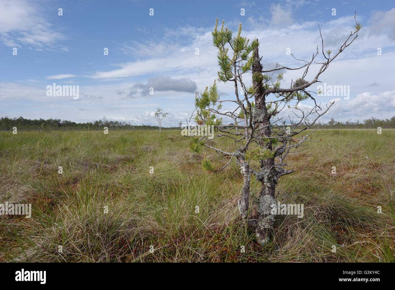 Alam-Pedja Riserva Naturale. Il 12 giugno 2016. Estonia Foto Stock