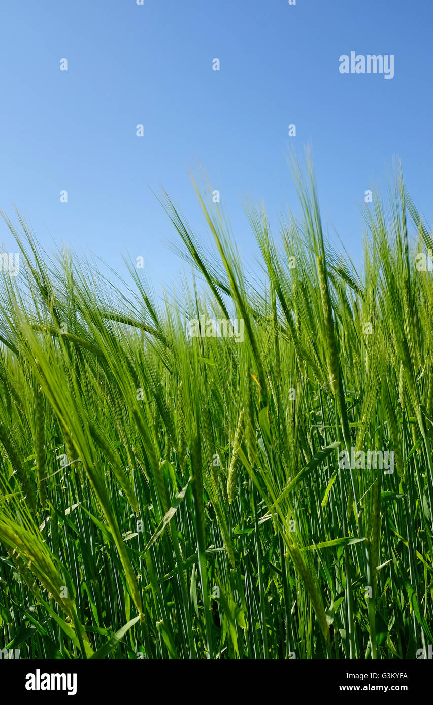 Inizio primavera il raccolto di grano in crescita in campo, Norfolk, Inghilterra Foto Stock