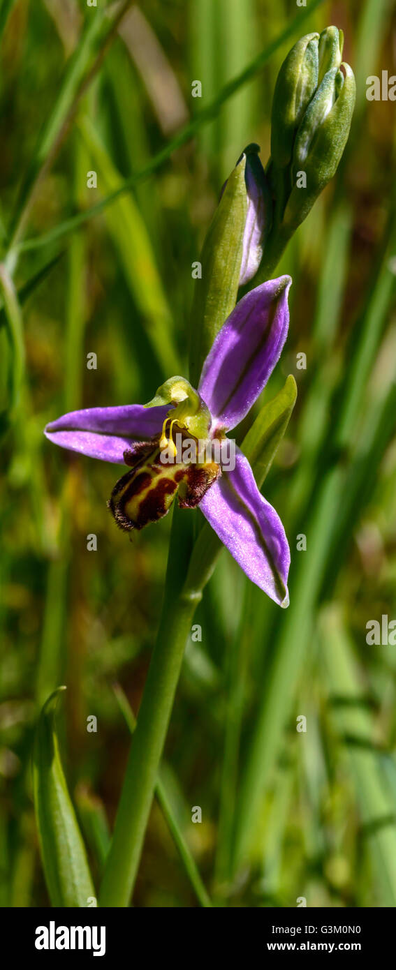 Bee orchid Ophrys apifera. Coltivazione di fiori selvaggi in Devon Foto Stock