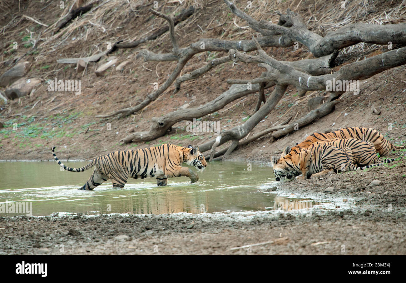 L'immagine della tigre ( Panthera tigris ) Maya e lupetti in Tadoba national park, India Foto Stock