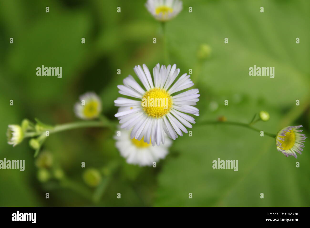 Un primo piano della Margherita Foto Stock