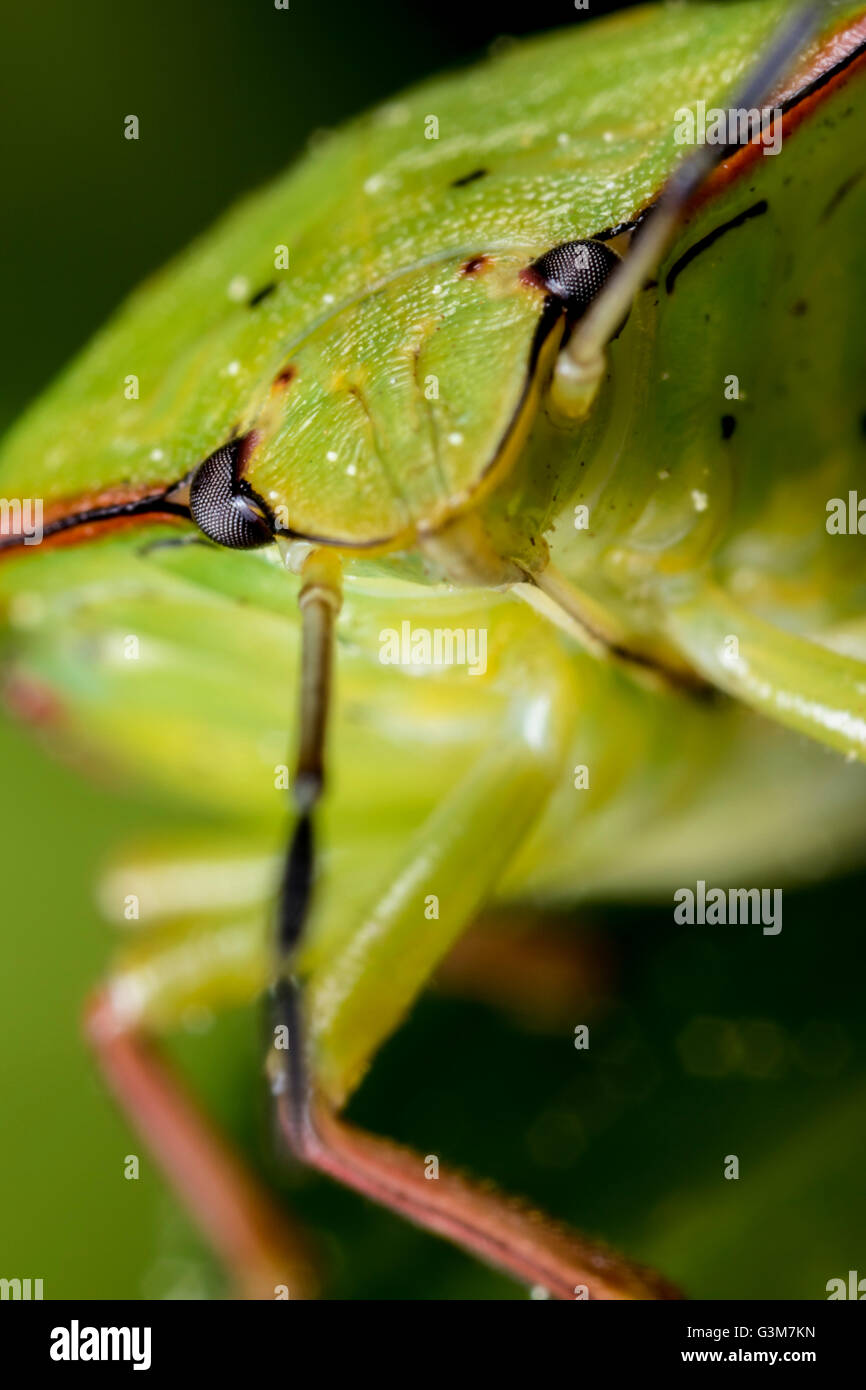 Nezara viridula Foto Stock