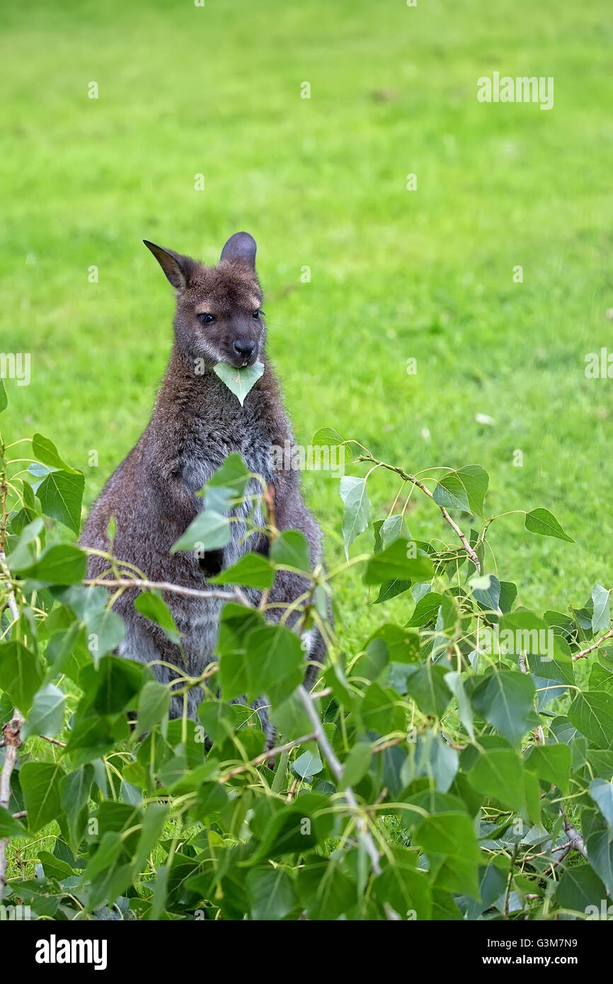 Il canguro rosso-un wallaby dal collo in una radura Foto Stock