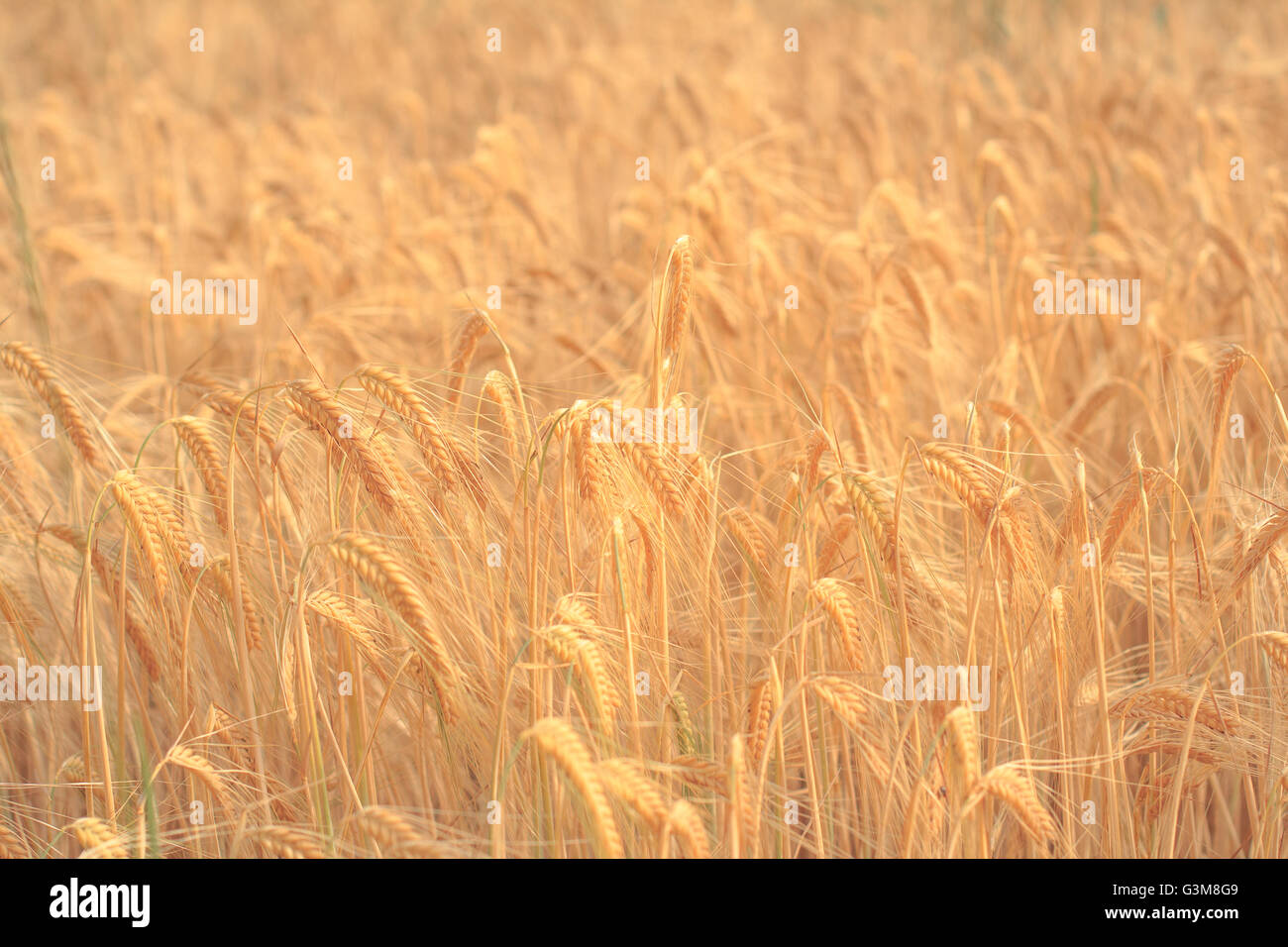 Golden dry campo di grano - sfondo di cereali Foto Stock