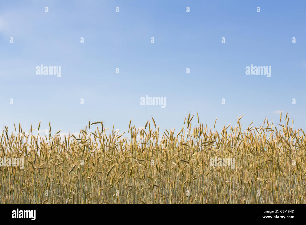 Campo di grano e cielo blu - Rurale di fondo Foto Stock
