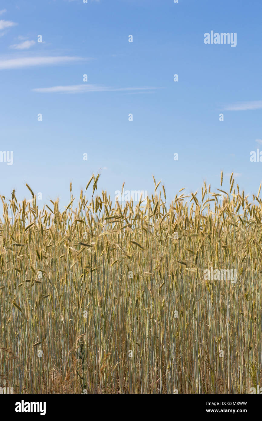 Campo di cereali - Campo di grano e cielo blu Foto Stock