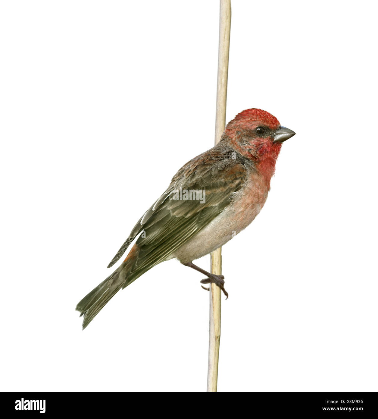 Common Rosefinch - Carpodacus erythrinus Foto Stock