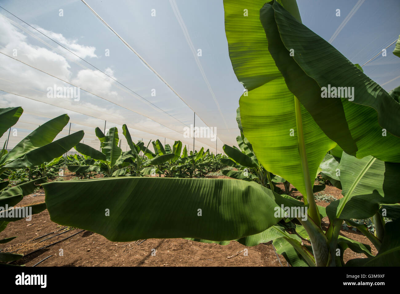 Piantagione di banane serra Foto Stock