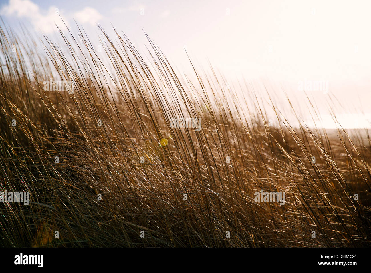 Golden erba lungo la costa del Pacifico Foto Stock