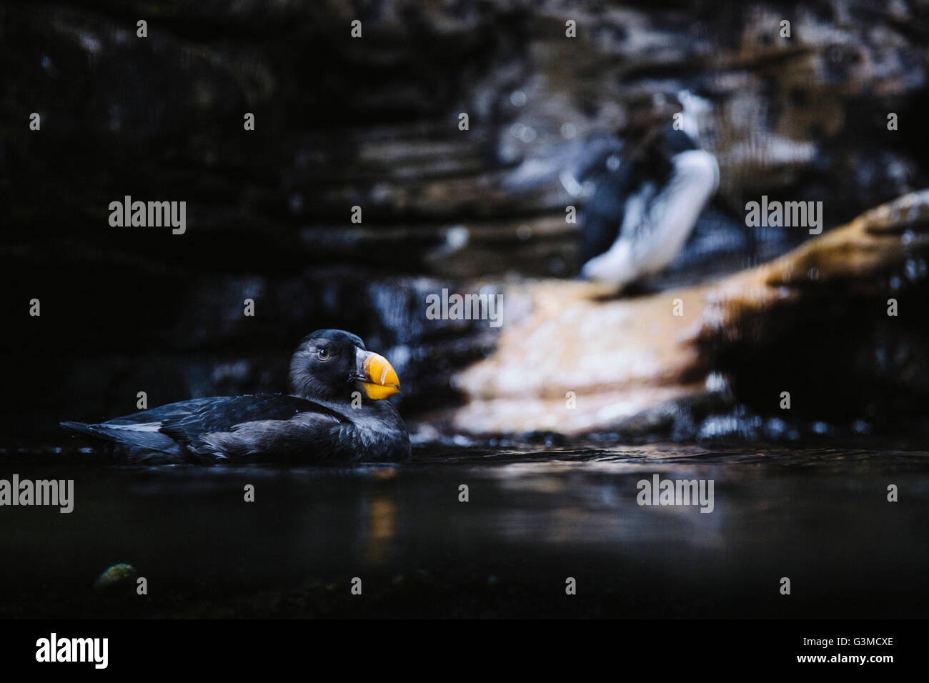 Puffin godendo le fredde acque con penguin dietro Foto Stock