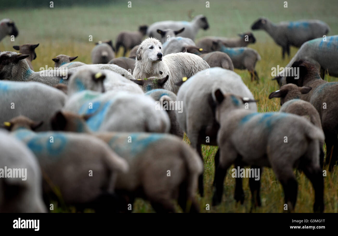 Altlandsberg, Germania. Xiii Giugno, 2016. Grande Pirenei cane Ina custodisce un gregge di pecore in Altlandsberg, Germania, 13 giugno 2016. Il guardiano di bestiame associazione del cane e il Land Brandeburgo ha firmato un accordo sul regolamento dei fondi per l'acquisto di animali cani da guardia. Foto: Britta Pedersen/dpa/Alamy Live News Foto Stock