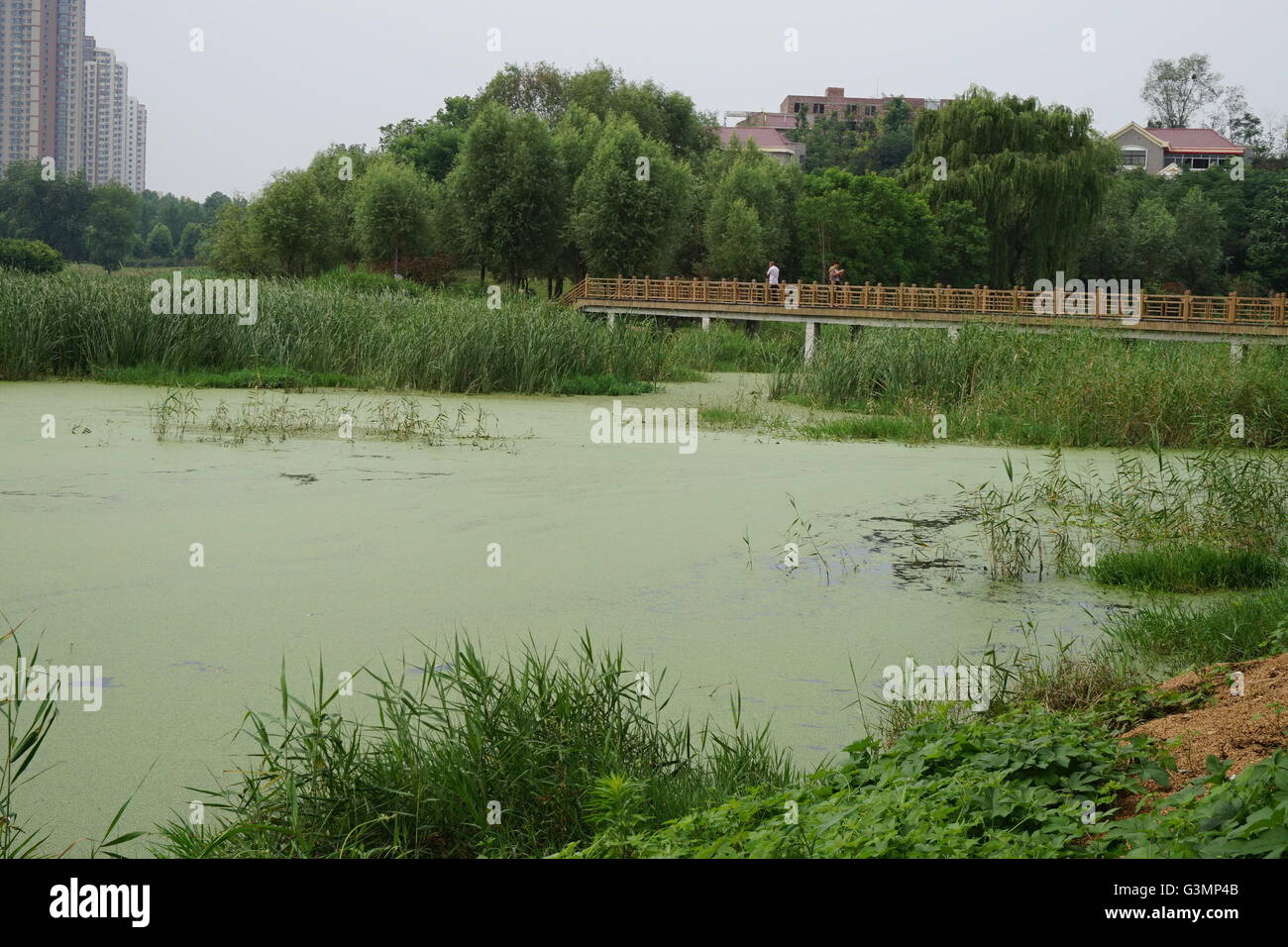 Zhengzhou, Zhengzhou, CHN. 12 Giugno, 2016. Zhengzhou, Cina - 12 Giugno 2016: (solo uso editoriale. Cina OUT) le alghe verdi con uno spessore di 2 cm di bracci e coprire tutto il lago Xiliu Zhengzhou, trasformandolo in un prato. I cani e i bambini possono anche passo su di esso. Il personale per farli fuori dall'acqua e riempire in 20 autocarri ogni giorno ma ancora inutili. È accaduto a causa dell'inquinamento delle acque e non può essere risolto in modo artificiale. © SIPA Asia/ZUMA filo/Alamy Live News Foto Stock