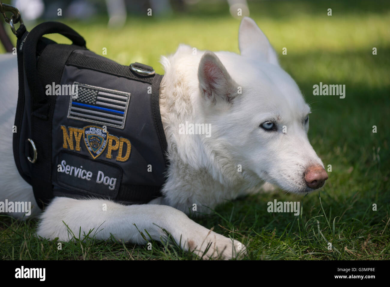 Westbury, New York, Stati Uniti d'America. Giugno 12, 2016. MISKA, un servizio cane addestrato per aiutare i veterani americani, si occupa di antiquariato e collezionismo Auto Show di Old Westbury Gardens, Long Island. Miska è parte di Husky e parte pastore tedesco, e ha occhi azzurri e pelliccia bianca. Foto Stock