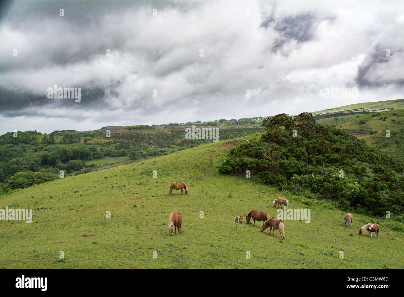 Meldon, Dartmoor Devon, Regno Unito. 14 giugno 2016. Regno Unito Meteo. Un mix di sole e docce su Dartmoor con Dartmoor pony puledri di pascolare su il moro. Credito: Simon Maycock/Alamy Live News Foto Stock
