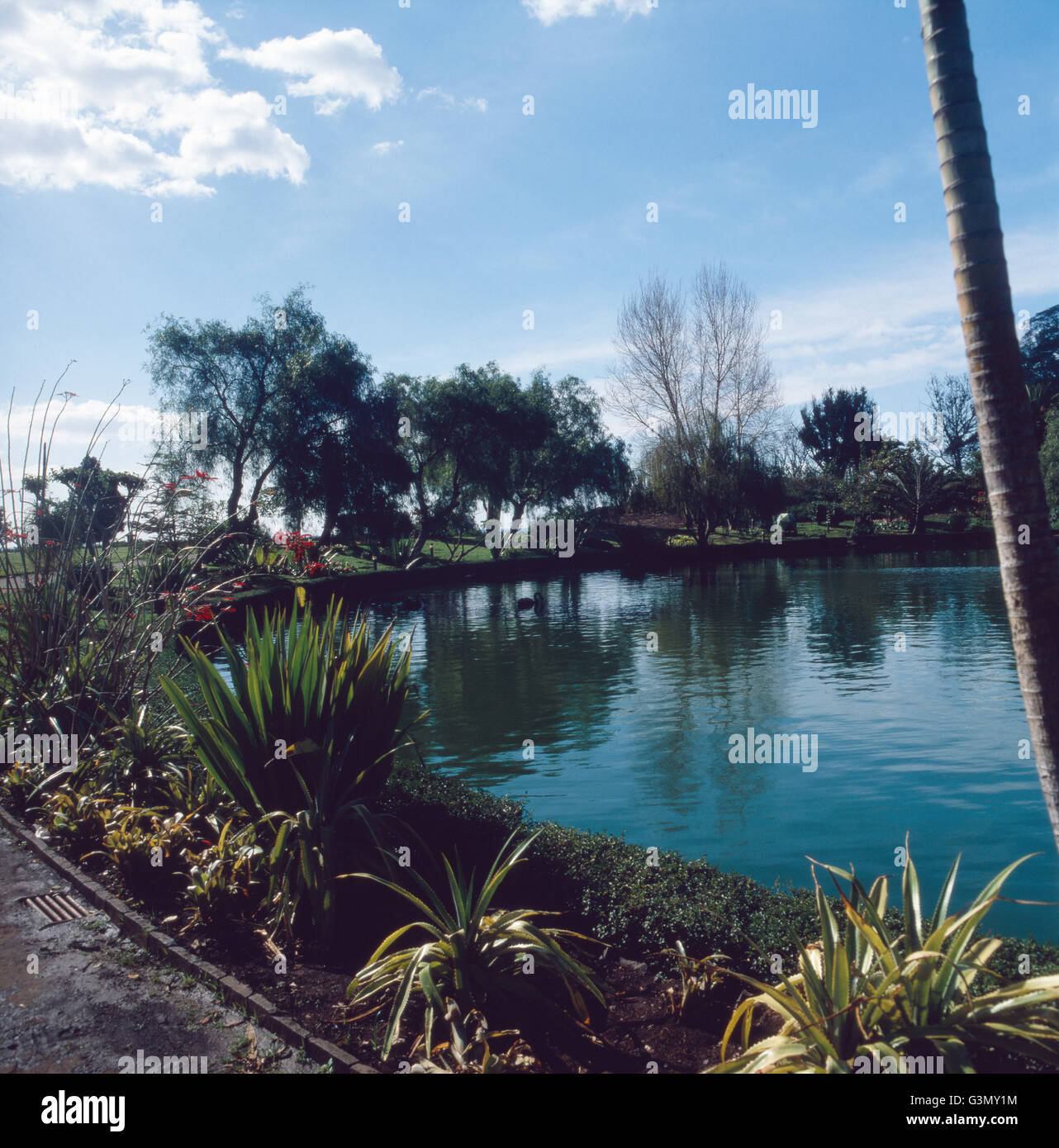 Ein Spaziergang durch den Parque Sao Francisco a Funchal, Madeira, Portogallo 1980. Passeggiate attraverso il Parque Sao Francisco a Funchal, Madeira, Portogallo 1980. Foto Stock