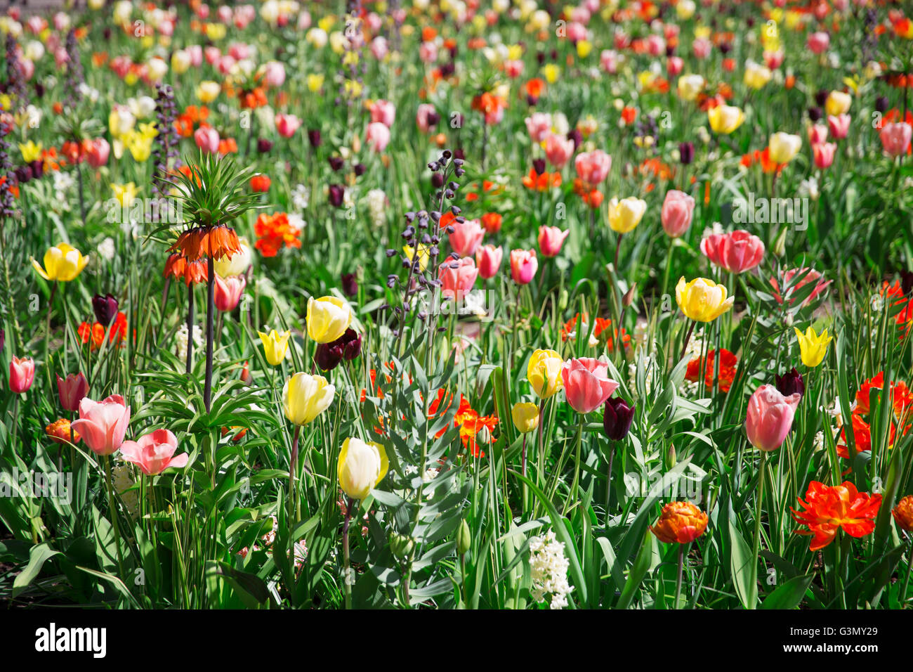 Rosa, rosso e arancione campo di tulipani in Olanda settentrionale durante la primavera Foto Stock