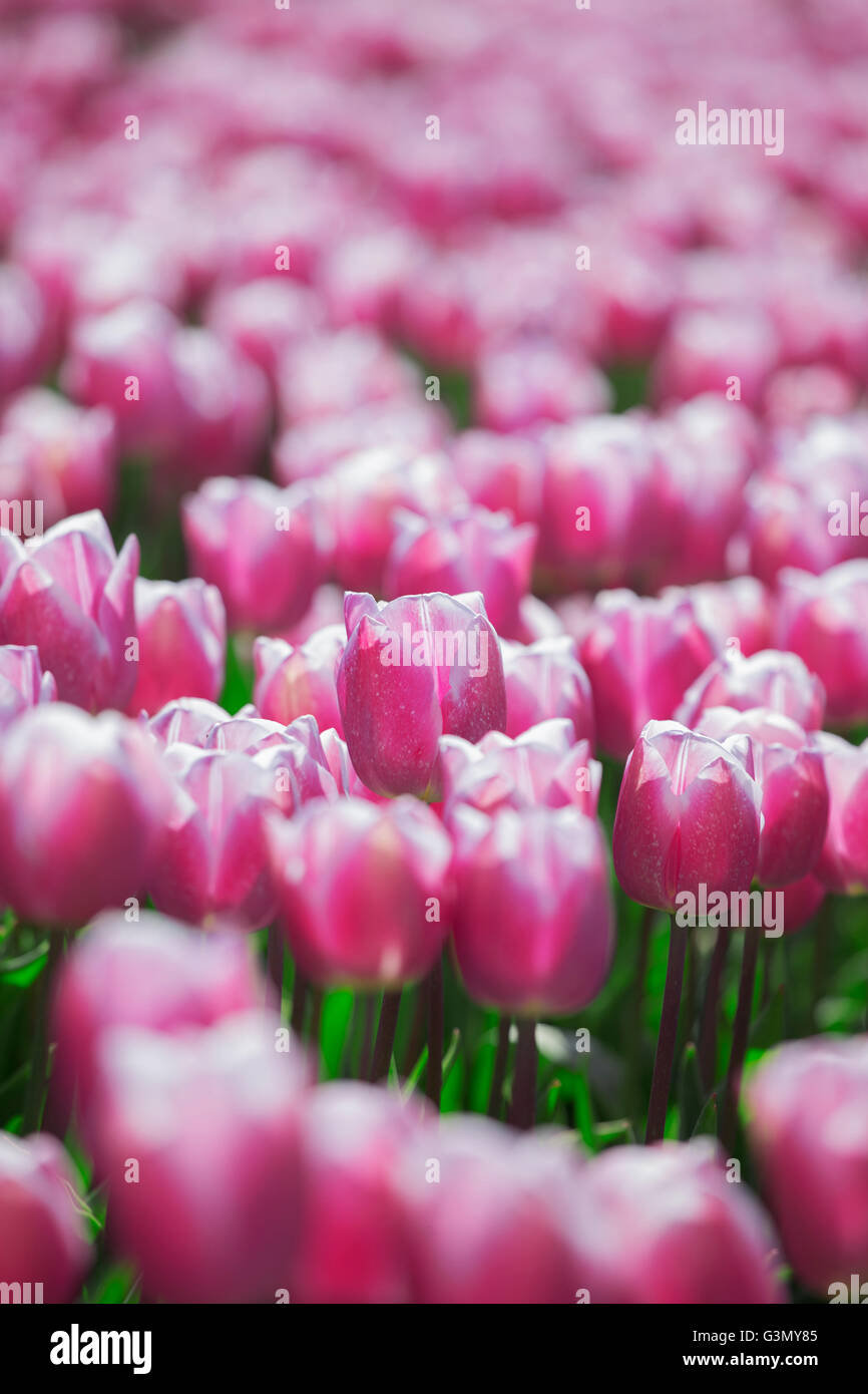 Bouquet di tulipani rosa in primavera la flora naturale campo di concetto Foto Stock