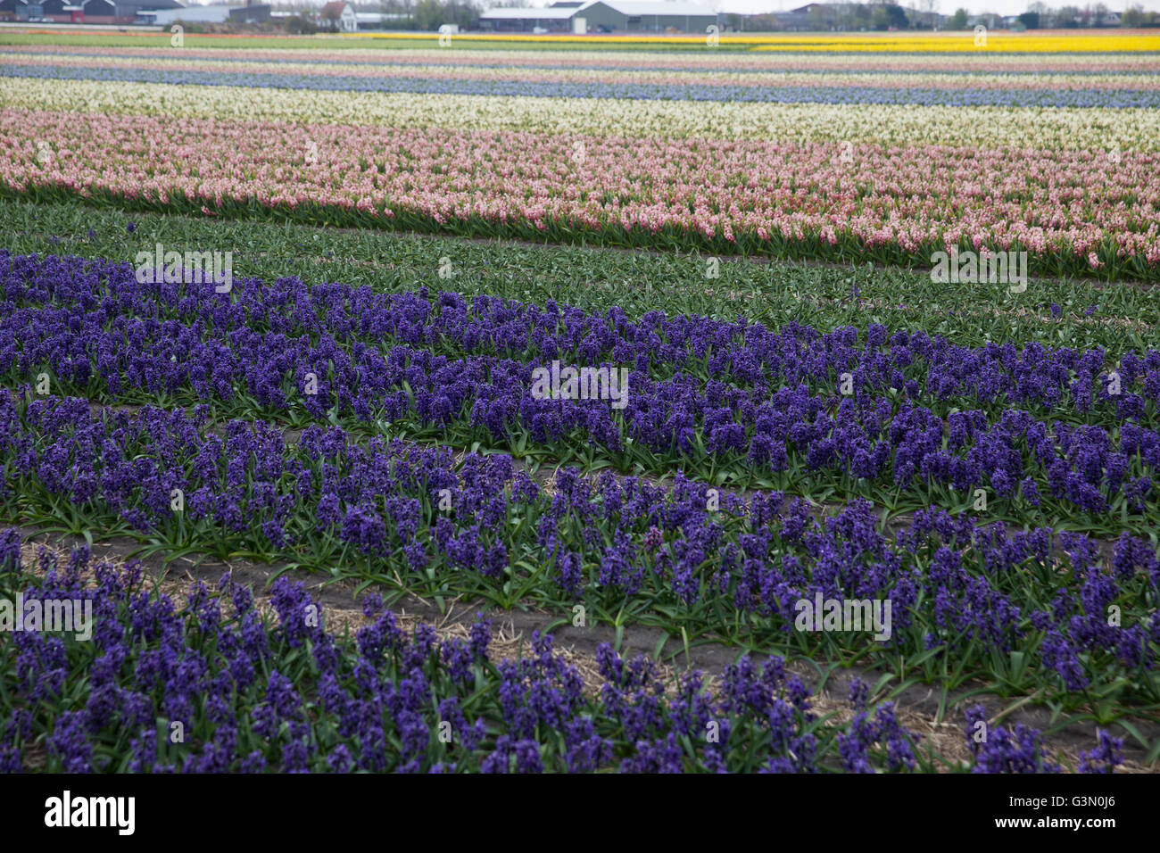 Giacinto. Bella colorata di rosa, bianco, giallo e giacinto blu fiori nel giardino di primavera, vivace sfondo floreale, fiore f Foto Stock