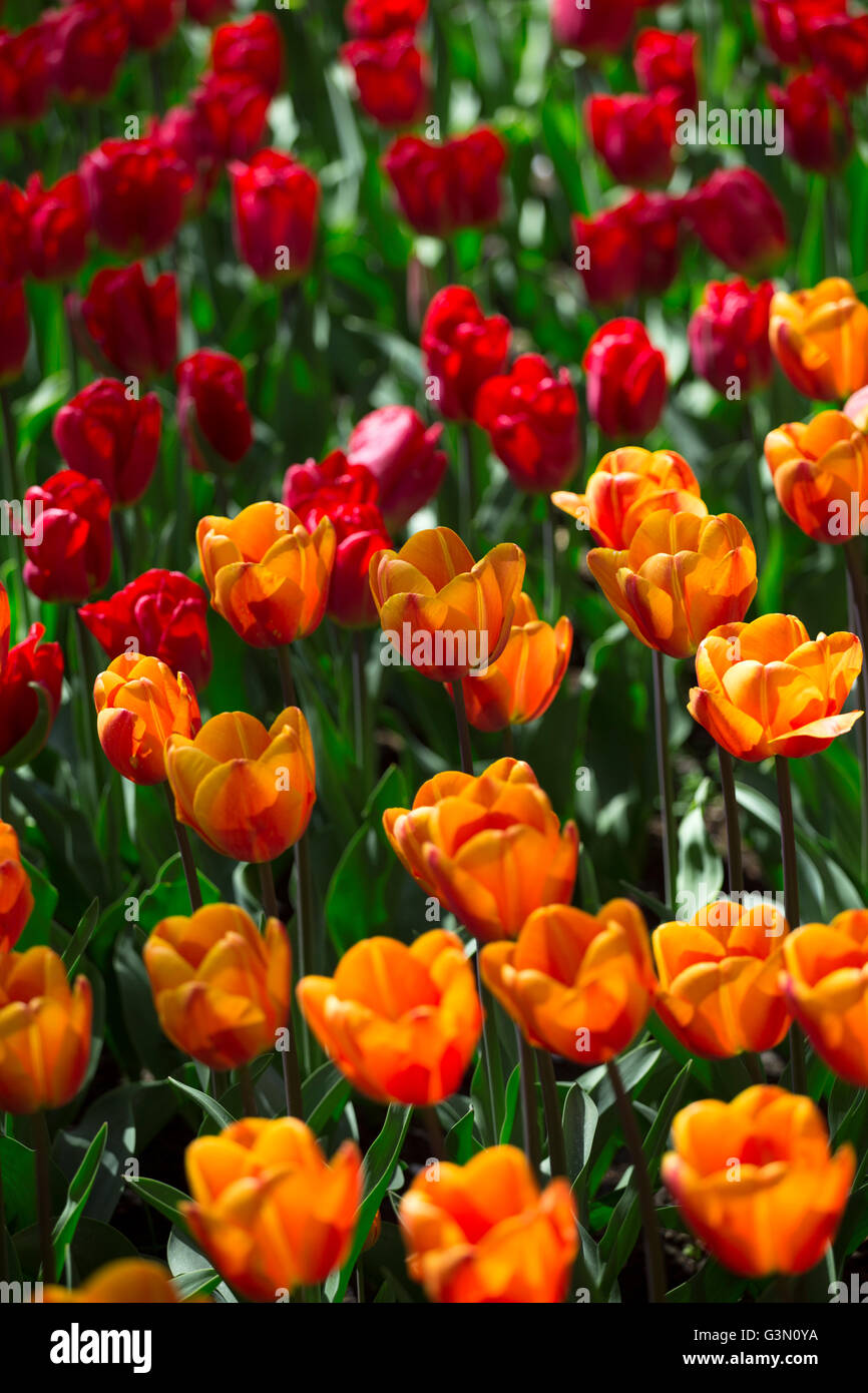 Rosa, rosso e arancione campo di tulipani in Olanda settentrionale durante la primavera Foto Stock