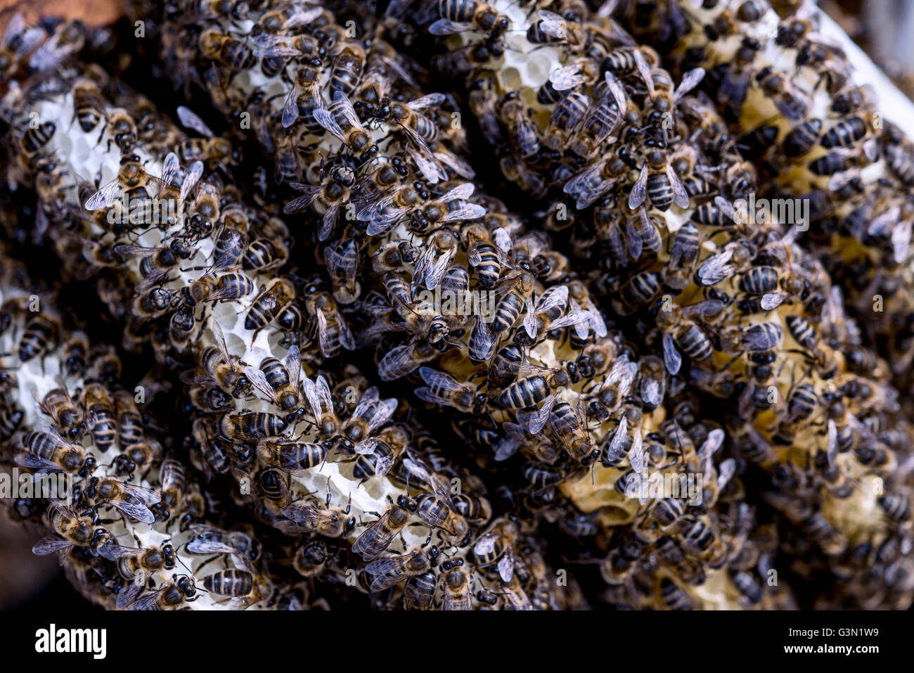 Macro shot di api sciamare su un favo di miele Foto Stock