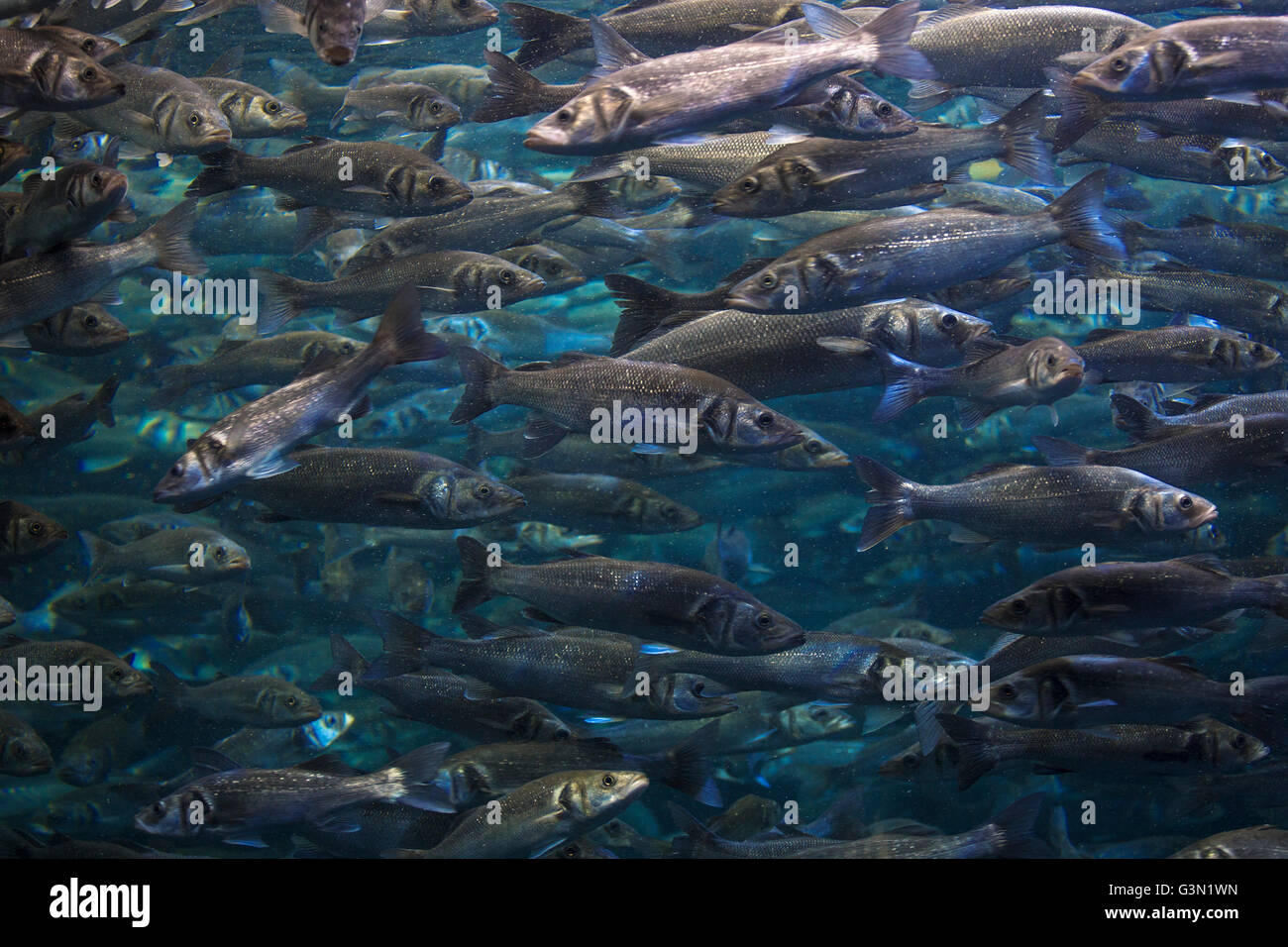 Scuola di pesce fondale in blu oceano (subacquea Barracuda) Foto Stock