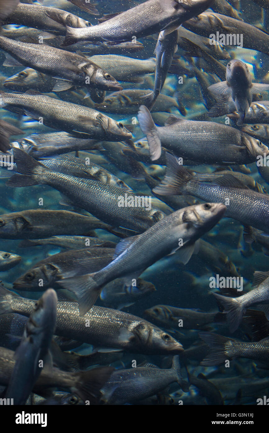 Scuola di pesce fondale in blu oceano (subacquea Barracuda) Foto Stock