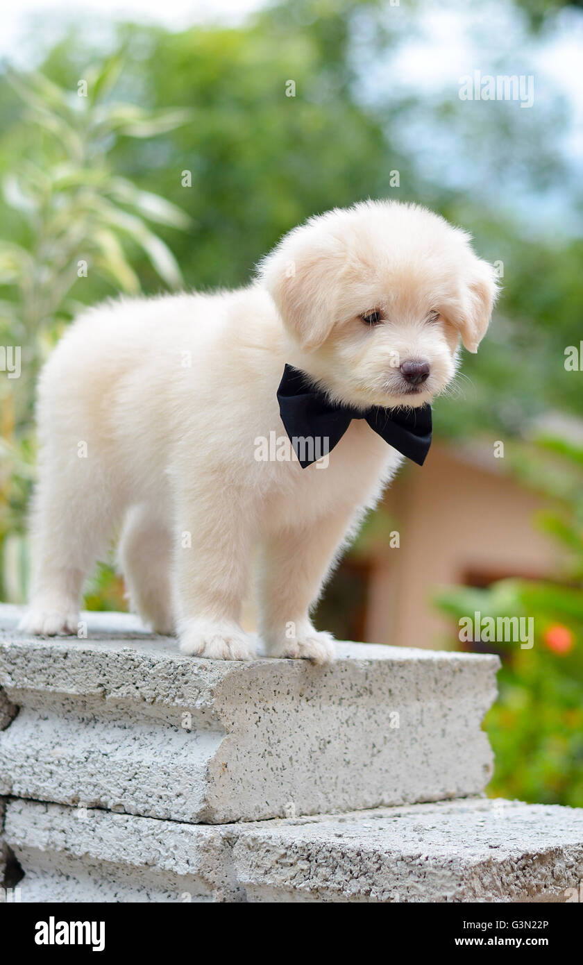 Un adorabile Golden Retriever cucciolo Foto Stock