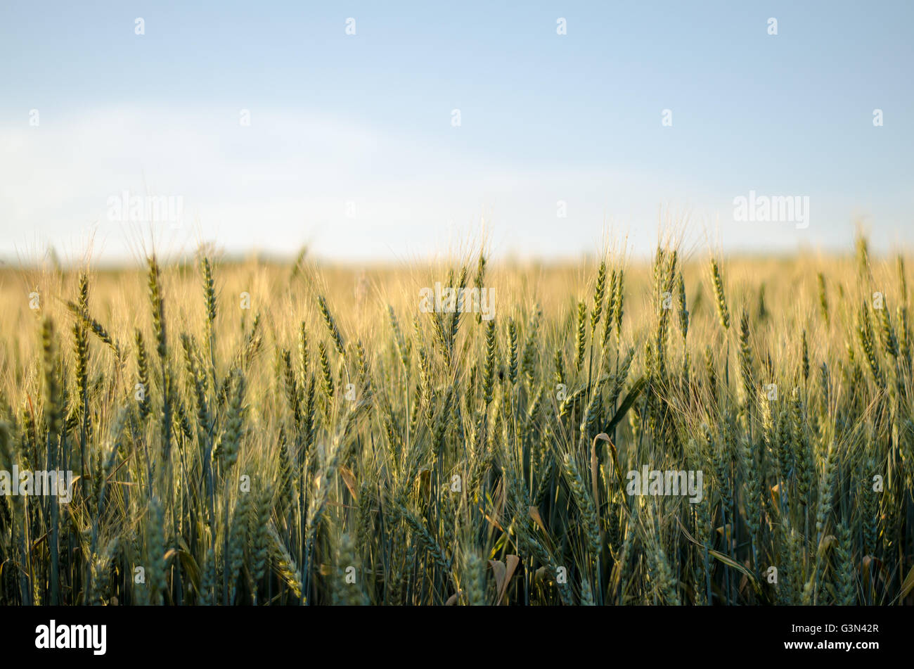 Vista sul campo di segale e cielo blu Foto Stock