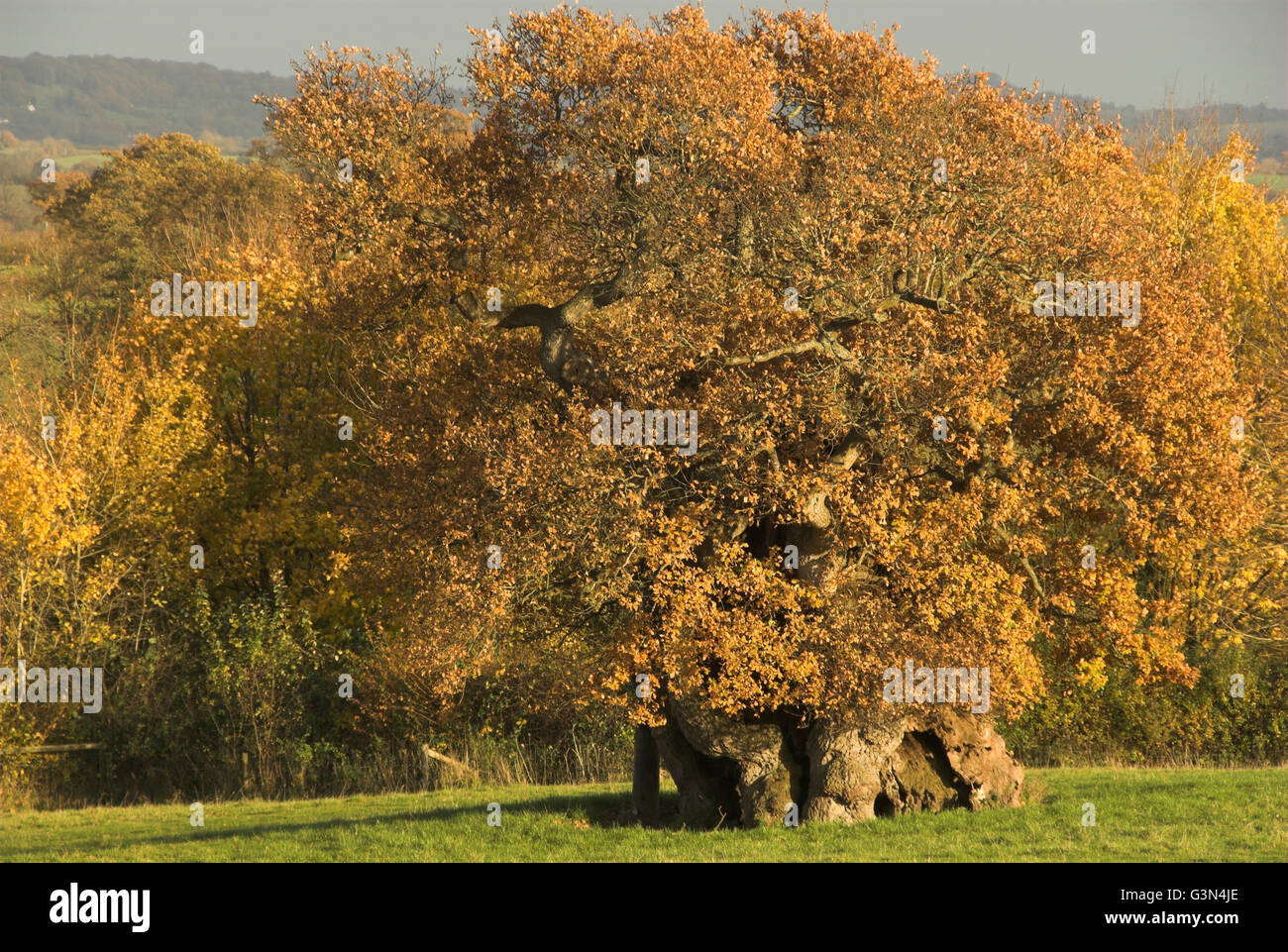 Wyndham's quercia in autunno. Dorset, Regno Unito Foto Stock